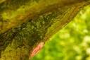 bunter Baum