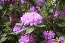 Rhododendron